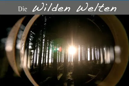 Bild: Freitag 26.06.2009 - Kostenfreie geführte Nachtwanderung auf dem Hohen Knochen in Schmallenberg im Sauerland
