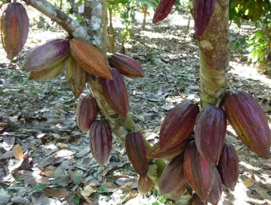 Bild: Salon du Chocolat Köln mit Vortrag von ForestFinance-Edelkakaoexperten Harry Assenmacher
