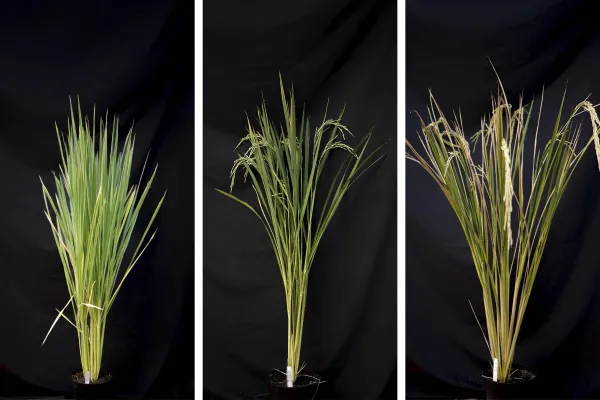 Bild: 1,25 Millionen Euro für Erforschung bakterieller Infektionswege im Reis