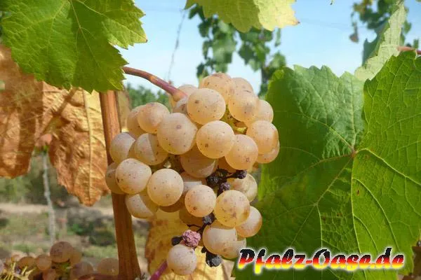 Bild: Weinpfalz im Herbst. Pfalz Oase präsentiert Impressionen