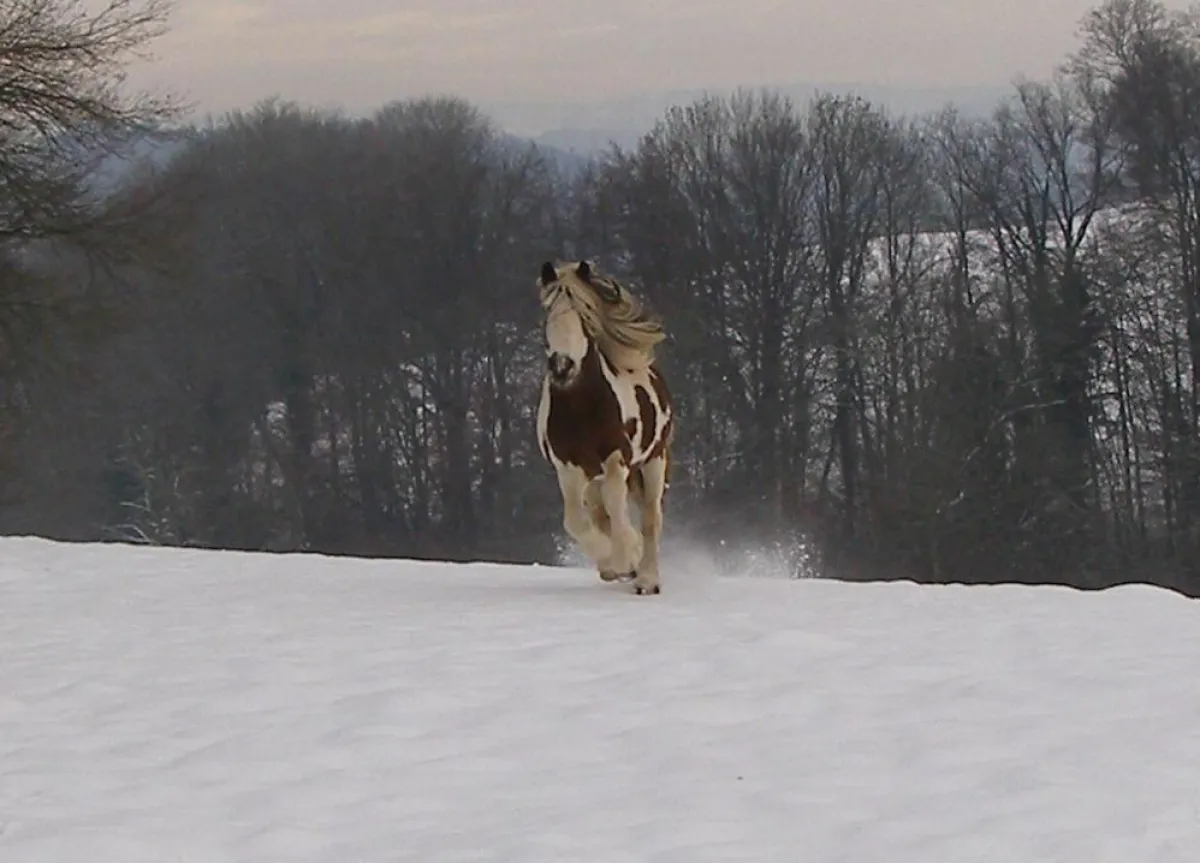 Wie sind die Trinkgewohnheiten der Pferde im Winter?