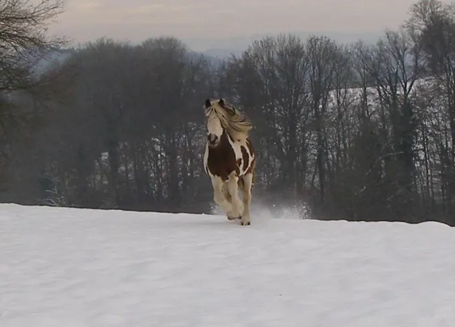 Bild: Wie sind die Trinkgewohnheiten von Pferden im Winter?