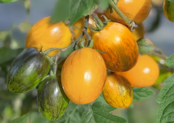 Bild: Schluss mit Gemüse von der Stange – Lubera erklärt den Einheitsgeschmack für beendet