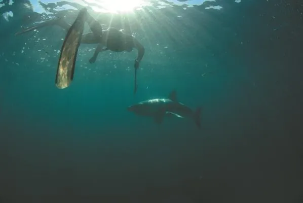 Bild: Amazon Prime US zeigt LOOKS Produktion 'Von Haien und Menschen'