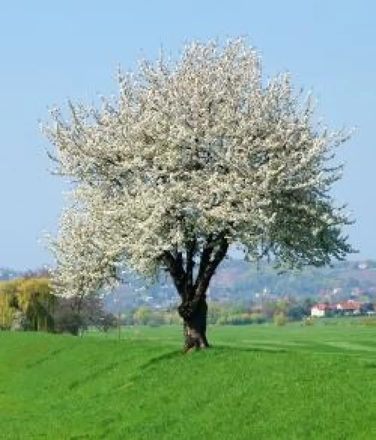 Vogelkirsche in Frühlingsblüte (Foto: Roloff / www.baum-des-jahres.de