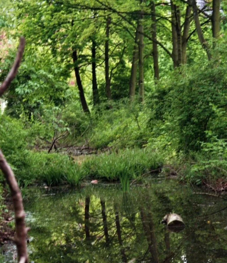 Wundervolle Weddinger Wildnis