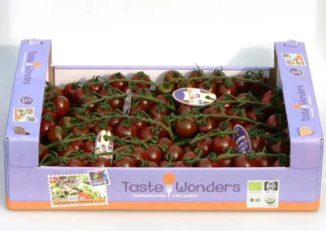 Bild: Schokolade mal anders – Gesünder Naschen mit der Bio-Tomate „Choco Tom”