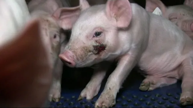 Bild: Totgeschlagene Ferkel: Versteckte Kameras dokumentieren massive Gesetzesverstöße in Ferkelzuchtbetrieb Zeven