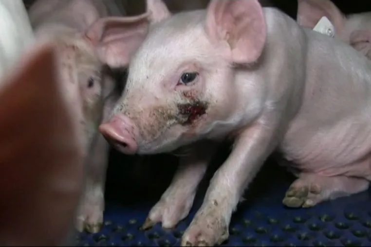Bild: Totgeschlagene Ferkel: Versteckte Kameras dokumentieren massive Gesetzesverstöße in Ferkelzuchtbetrieb Zeven