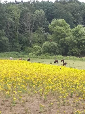 Bild: Die Lage spitzt sich zu: Wegen der extremen Trockenheit explodieren deutschlandweit die giftigen Kreuzkräuter