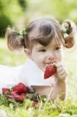 Gesund naschen - Erdbeeren biologisch anbauen Bild: Gesund naschen - Erdbeeren biologisch anbauen