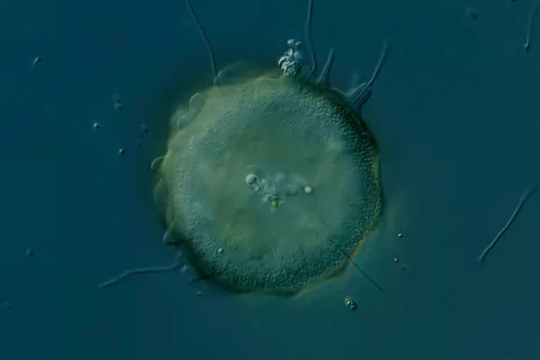 Einzellige Jäger schützen Kläranlagen vor Funktionsstörungen Bild: Einzellige Jäger schützen Kläranlagen vor Funktionsstörungen