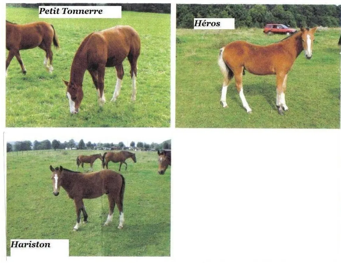 Diese 3 Freibergerfohlen hoffen auf Rettung vor dem Schlachter