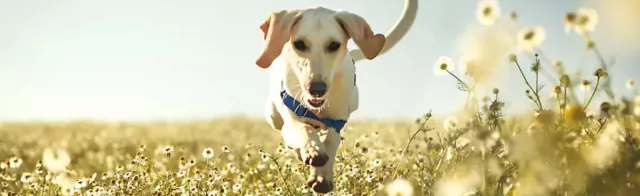 Bild: Herstellung von natürlichem Premium Hundefutter und Katzenfutter in der Lakefields Manufaktur