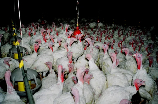 Put, Put, Pute - Trotz schlechter Qualität kommt zu Saisonbeginn immer mehr Putenfleisch auf den Grill Bild: Put, Put, Pute - Trotz schlechter Qualität kommt zu Saisonbeginn immer mehr Putenfleisch auf den Grill