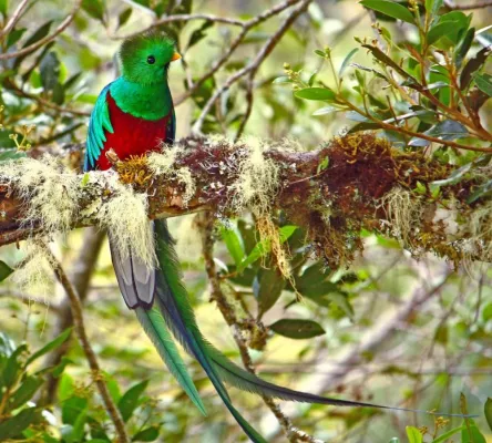 Bild: Auf der Spur des Göttervogels: Birdwatching im Regenwald Costa Ricas – Außergewöhnliche Reise für Vogelfreunde