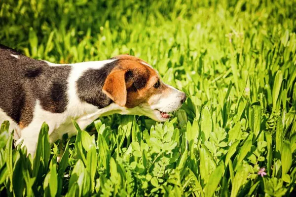 Bild: Neueste Studie zeigt: Tiere profitieren von Naturprodukten und Superfood