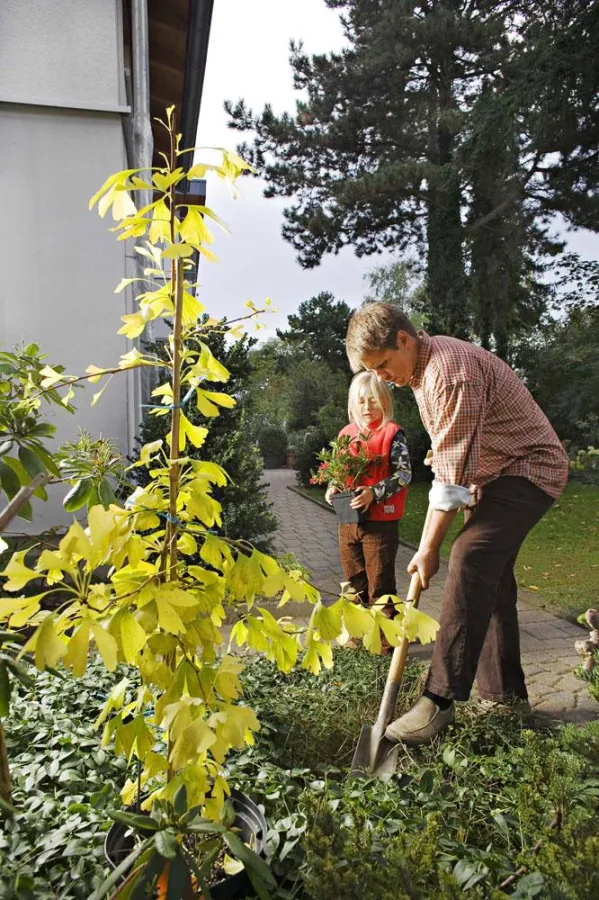 Der Herbst ist die beste Pflanzzeit für viele Gehölze, die bei richtiger Auswahl auch im Winter mit ihren Fruchtständen noch für Farbtupfer sorgen können. Foto: PdM – Grünes Presseportal / Immowelt.de