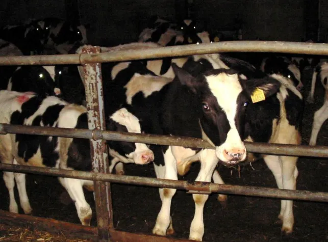 Tag der Milch Bild: Tag der Milch