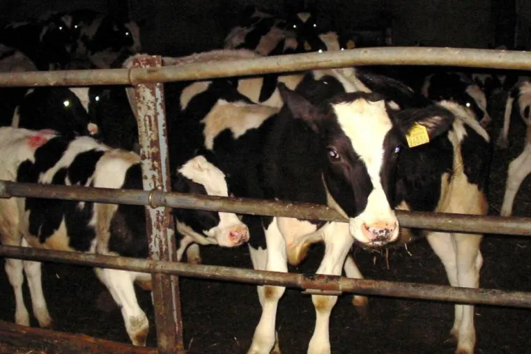 Bild: Tag der Milch