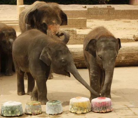 Bild: Mini-Elefanten Felix und Dinkar feierten 2. Geburtstag im Erlebnis-Zoo Hannover