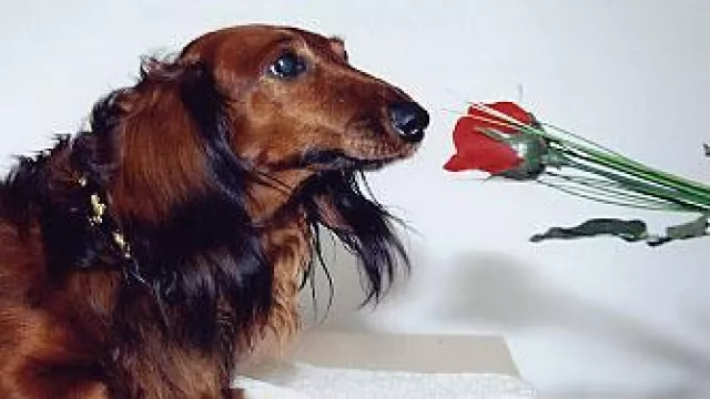 Bild: Aromaöle sind dufte für Hund, Katze, Mensch