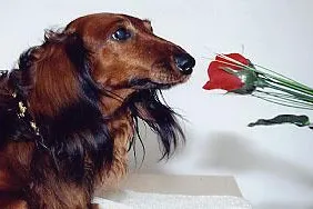 Aromaöle sind dufte für Hund, Katze, Mensch Bild: Aromaöle sind dufte für Hund, Katze, Mensch