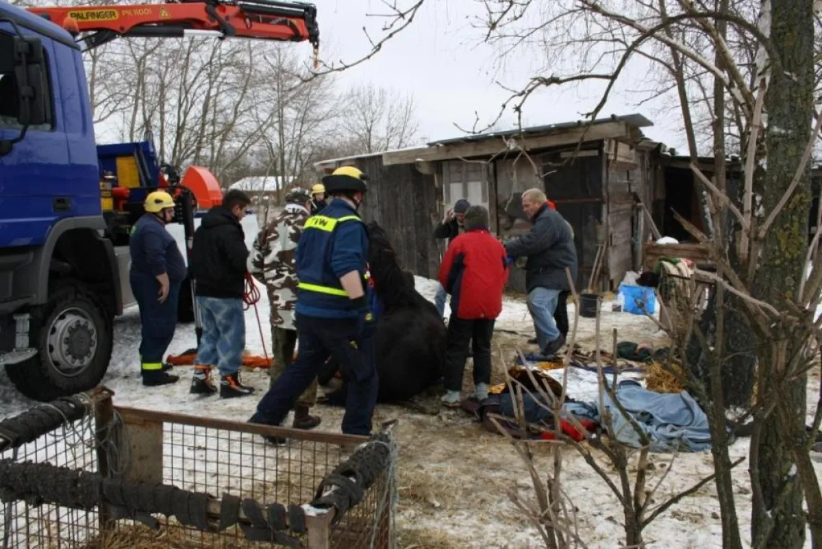 Das Pferd wird für die Rettung vorberitet (Foto: Thomas Falk)