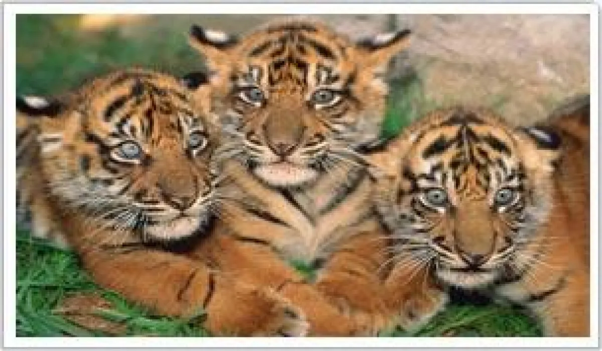 Verschiedene Reisen führen zu den Nationalparks des Tiger Projects.