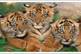 Urlaub in Indien - Indiavacations Bild: Urlaub in Indien - Indiavacations