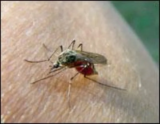 Bild: Lästige Insekten - Haushaltstipps.net veröffentlicht Ratgeber gegen Mücken und Obstfliegen