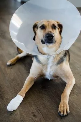 Bild: Wenn der Hund am Boden liegt - Finanzielle Unterstützung bei einer kostspieligen Tierbehandlung