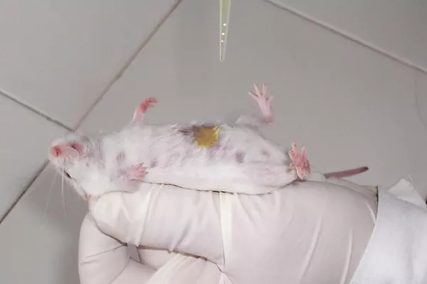 Bild: Internationaler Tag zur Abschaffung der Tierversuche - Ärzteverein: „Tierversuche sind grausam und sinnlos“