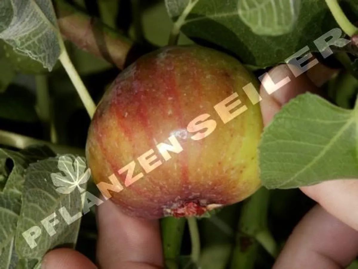 Madeleine de deux saisons, eine zweimal je Saison tragende Feigensorte