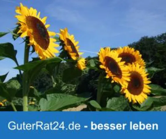 Bild: GuterRat24 - Experten plaudern aus dem Nähkästchen