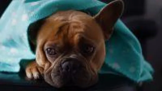 Bild: Coronavirus - 30 % der Hundebesitzer würde die Quarantäne verlassen!