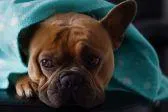 Bild: Coronavirus - 30 % der Hundebesitzer würde die Quarantäne verlassen!