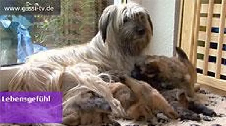 Bild: Pyrenäen-Schäferhund