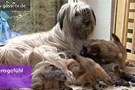 Bild: Pyrenäen-Schäferhund