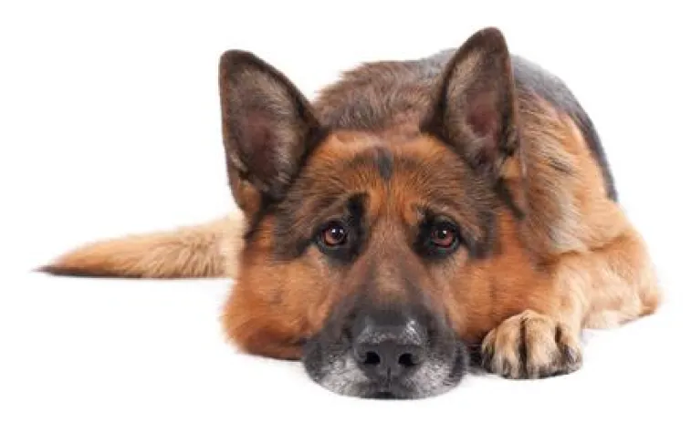 Hundehaftpflicht Bild: Hundehaftpflicht