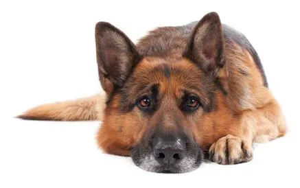 Hundehaftpflicht Bild: Hundehaftpflicht