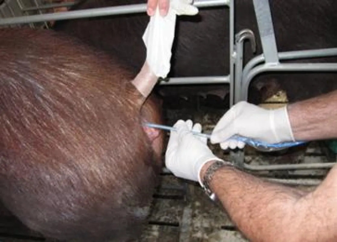 Nicht-chirurgischer Embryo Transfer: Einführung des Katheters