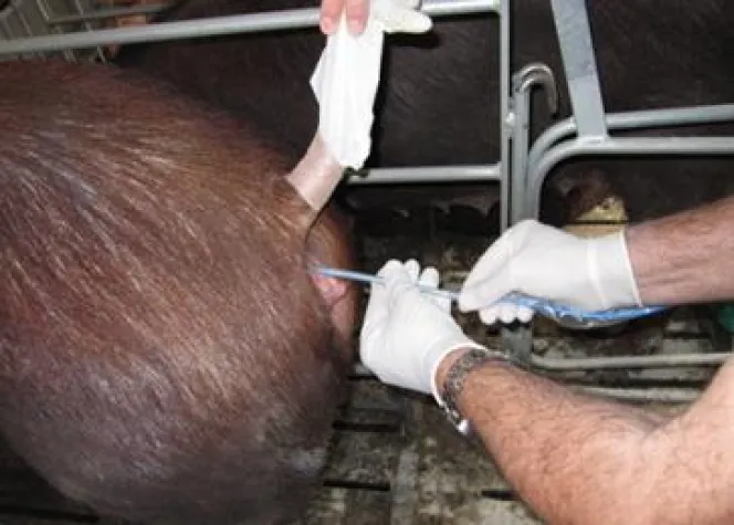 Bild: Embryo Transfer beim Schwein: Service-Angebot