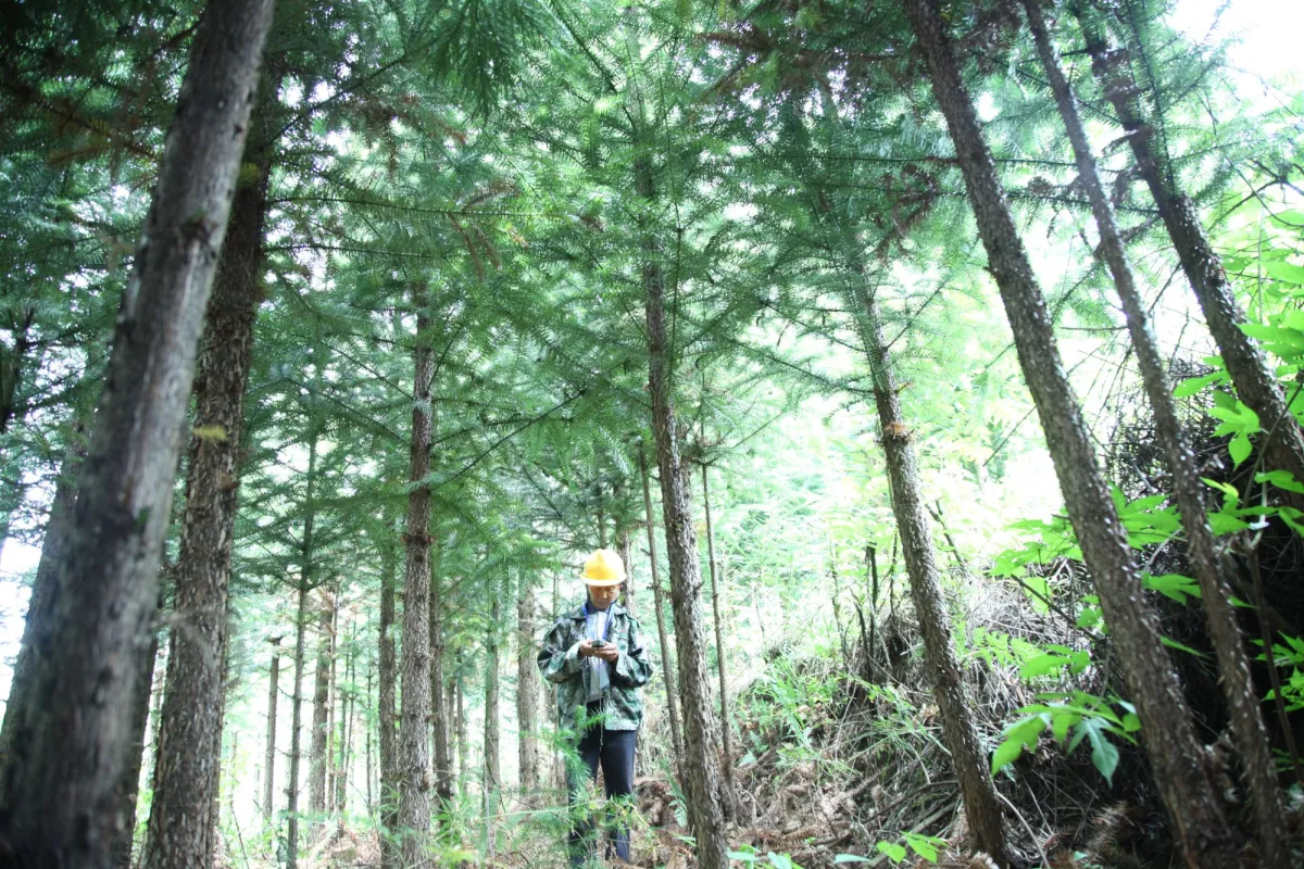 Aufforstungsprojekt im chinesischen Qianbei  (© Compensate Operations Oy)