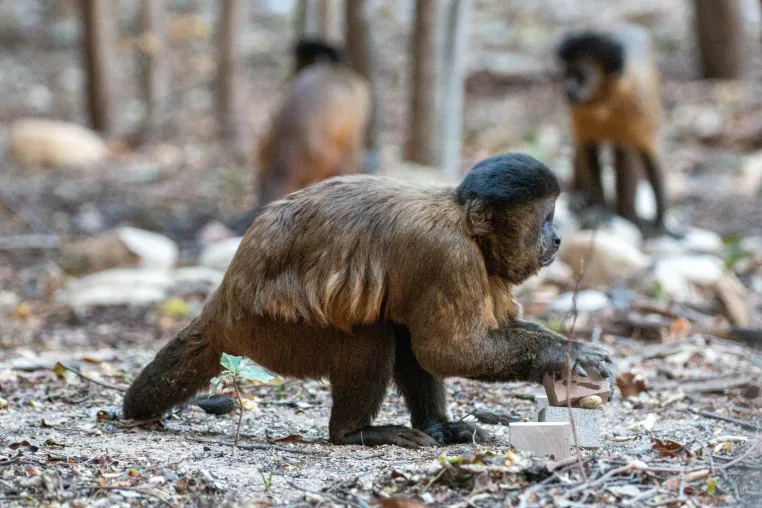 Wilde Kapuzineraffen bevorzugen Steine, die sich beim Nüsseknacken bereits bewährt haben Bild: Wilde Kapuzineraffen bevorzugen Steine, die sich beim Nüsseknacken bereits bewährt haben