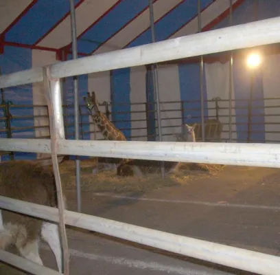 Bild: Nach 1 Jahr im Zirkus Barelli – die erst 4 jährige Giraffe Massai ist tot
