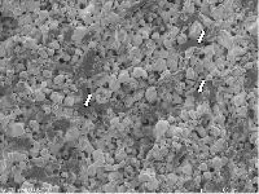 Bild: curasan AG entwickelt mit Cerasorb® M ideales Trägermaterial für Tissue Engineering