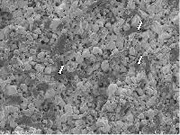 Bild: curasan AG entwickelt mit Cerasorb® M ideales Trägermaterial für Tissue Engineering