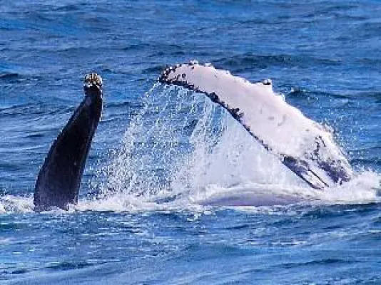 Bild: Buckelwale und rosa Delfine - Kolumbiens Gewässer sind Orte seltener Naturschauspiele