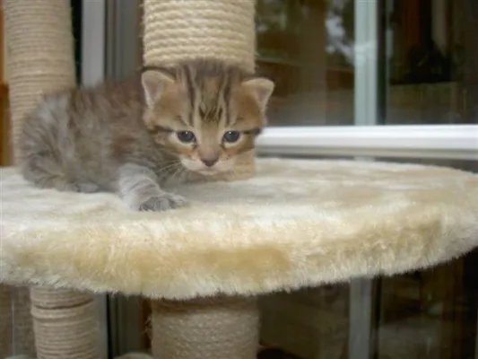 Tiergeschichten, Reime, Gedichte, Elfengeschichten, Sagen sowie neu die Rubrik „Der kleine Attila“ online Bild: Tiergeschichten, Reime, Gedichte, Elfengeschichten, Sagen sowie neu die Rubrik „Der kleine Attila“ online